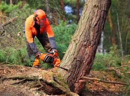 Mulching Services in Barberton, OH